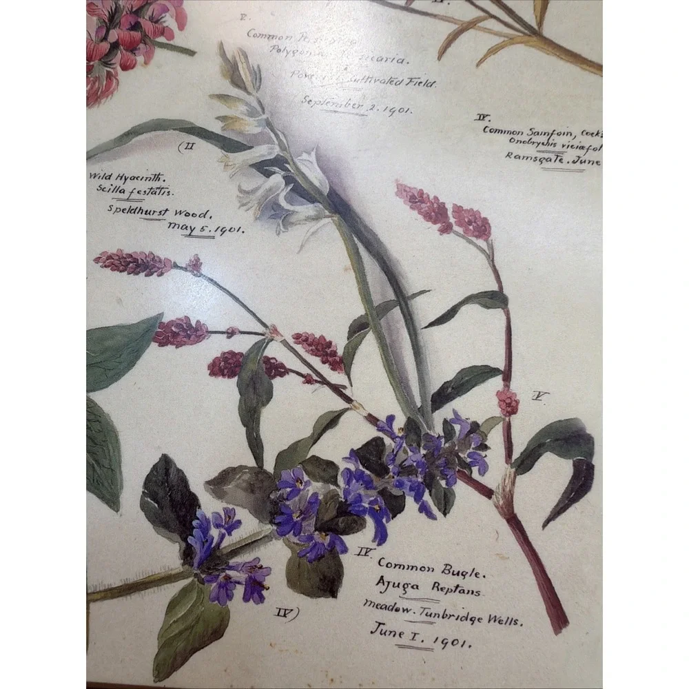 Set Of 4 Pimpernel Royal Horticulture Society Floral Cork Back Placemats England